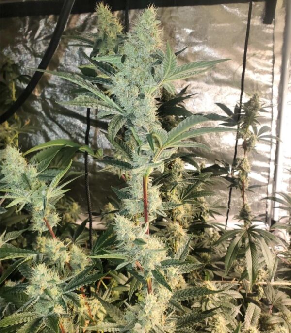 Dubble Limes - Image 3