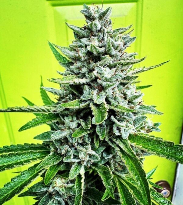 Dubble Limes - Image 5