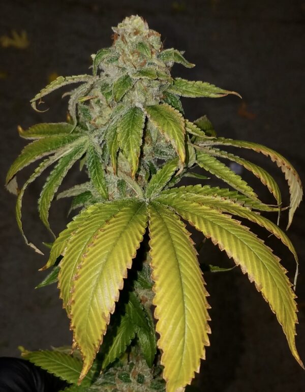 Dubble Limes - Image 6