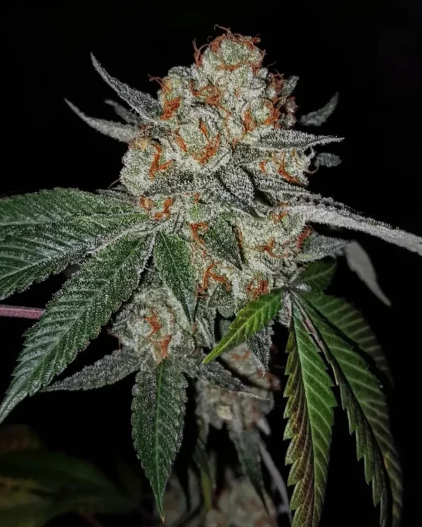 Sticky Bobby - Image 5