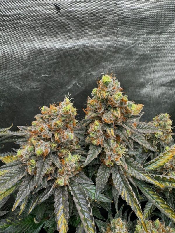 Willie Dog (10 Regular Seeds) - Image 5