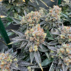 Willie Dog (10 Regular Seeds)