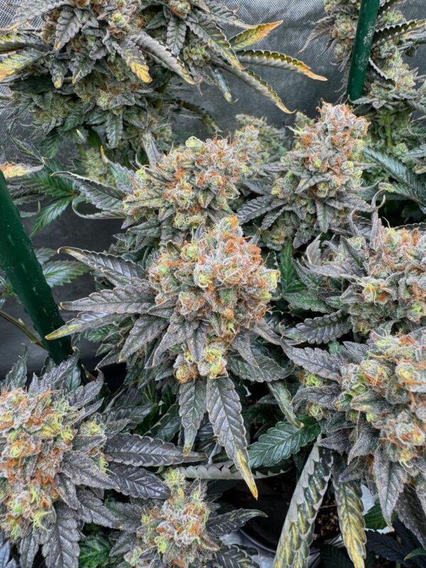 Willie Dog (10 Regular Seeds)