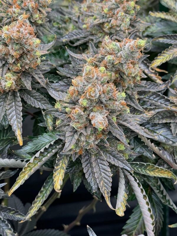 Willie Dog (10 Regular Seeds) - Image 6