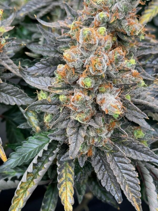 Willie Dog (10 Regular Seeds) - Image 3