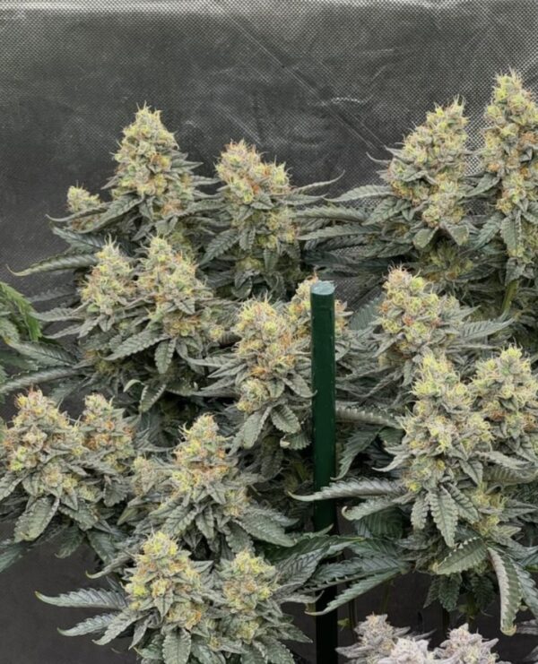 Willie Dog (10 Regular Seeds) - Image 4