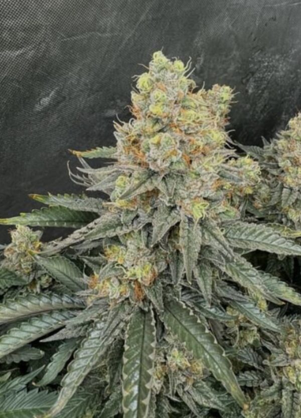 Willie Dog (10 Regular Seeds) - Image 7