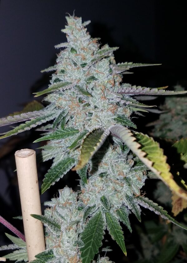 Heavy D - Image 4