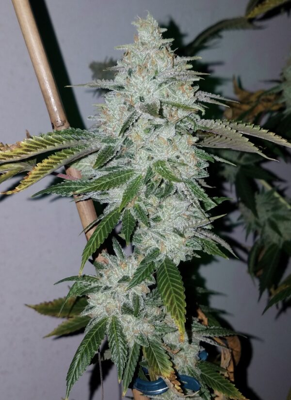 Heavy D - Image 5