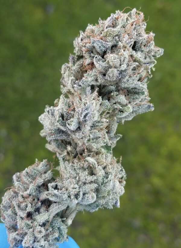 Heavy D - Image 2