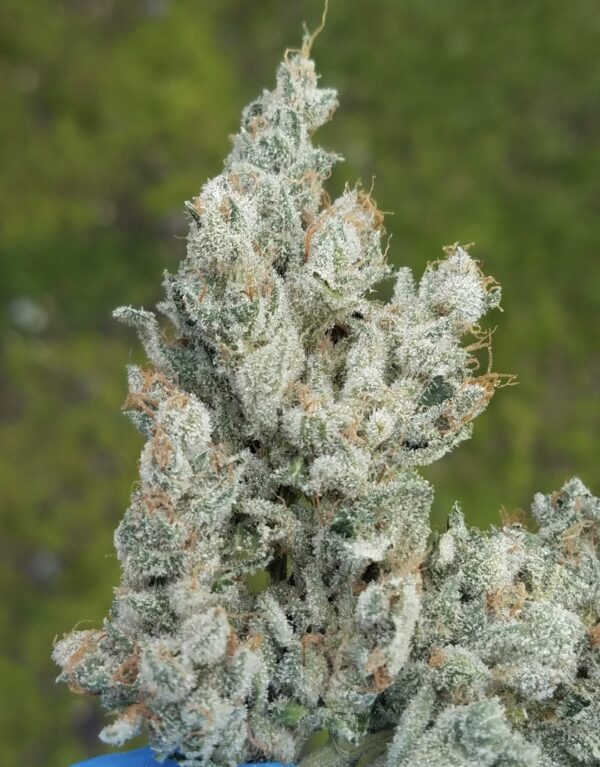 Heavy D - Image 6