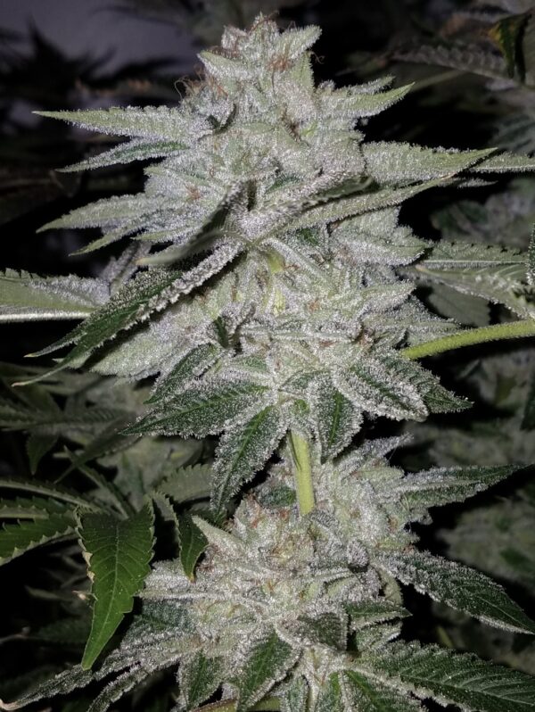 Heavy D - Image 3