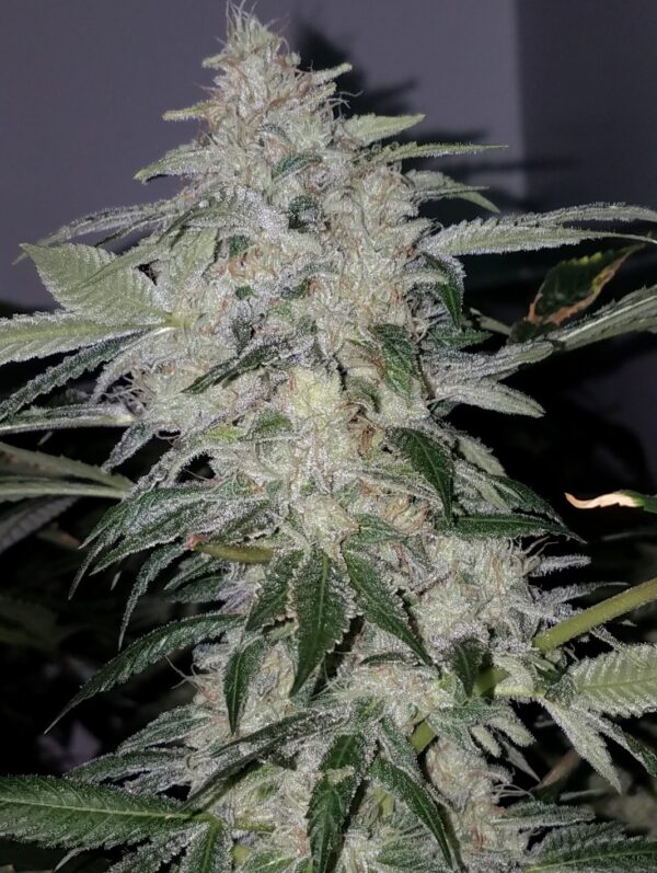 Heavy D - Image 8