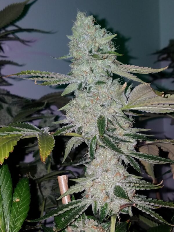 Crown Ripper - Image 4