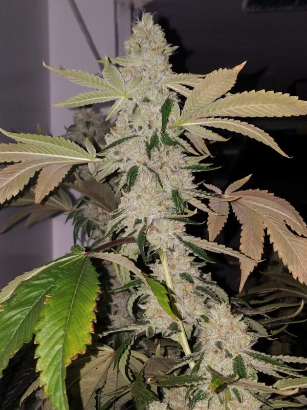 Crown Ripper - Image 2