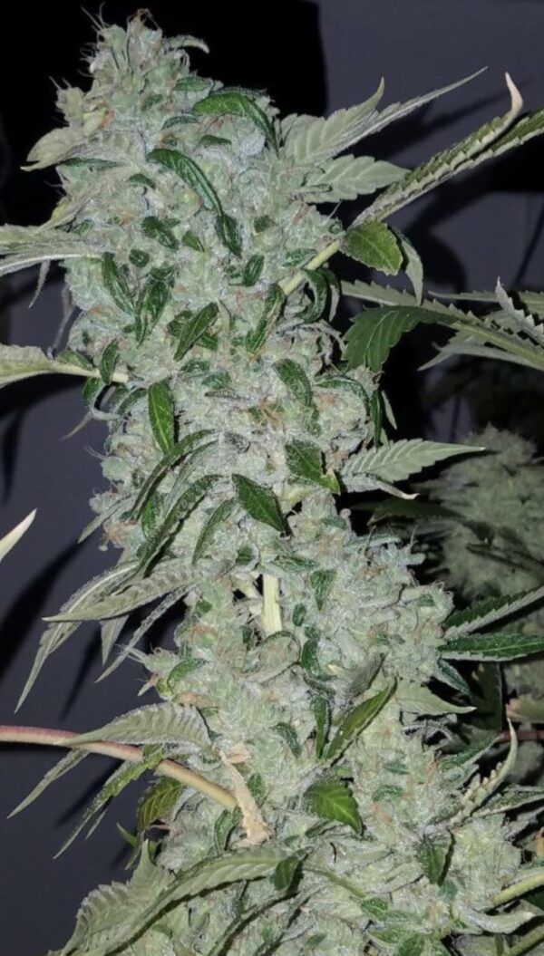 Nughead - Image 2