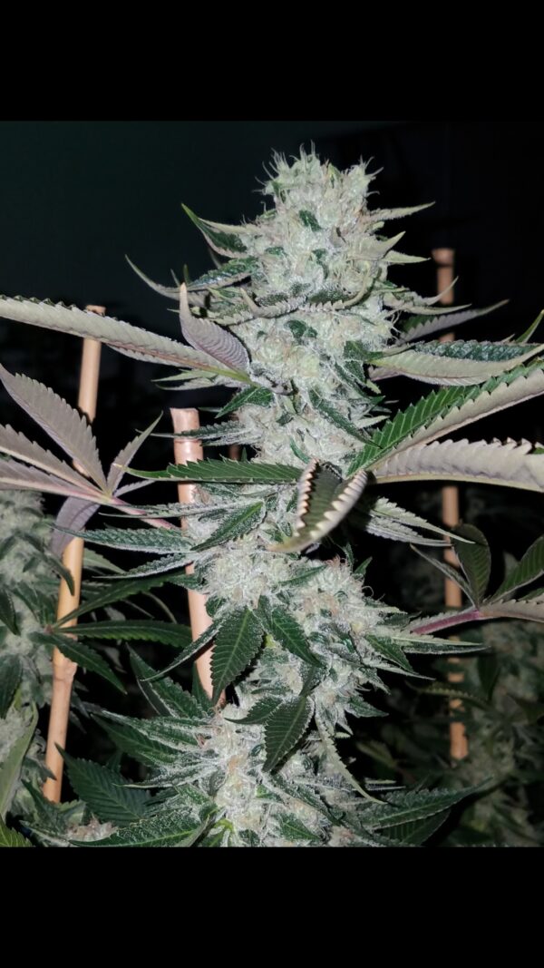 Nughead - Image 4