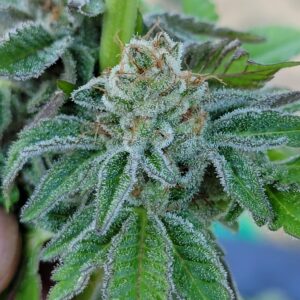 Animal Cookies x Hindu