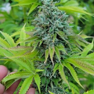 Chem 91 x Hindu