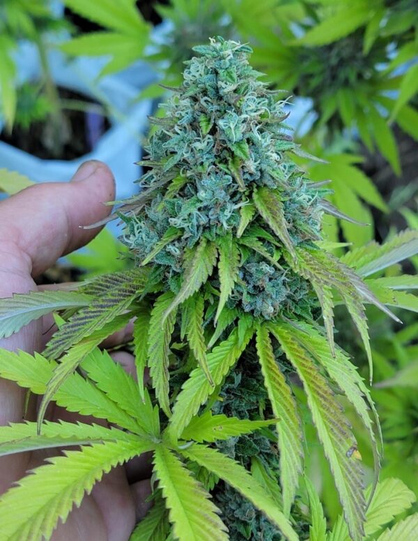 Chem 91 x Hindu - Image 2