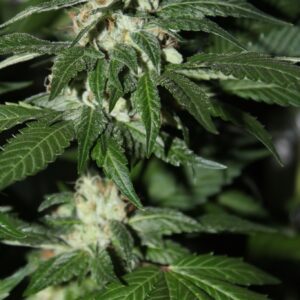 Skunk Hiam