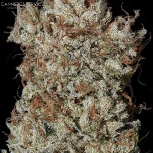 Triangle Kush x Jaro F3