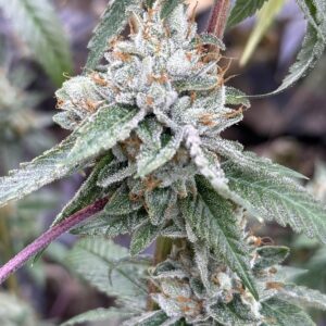 Double Pure Kush