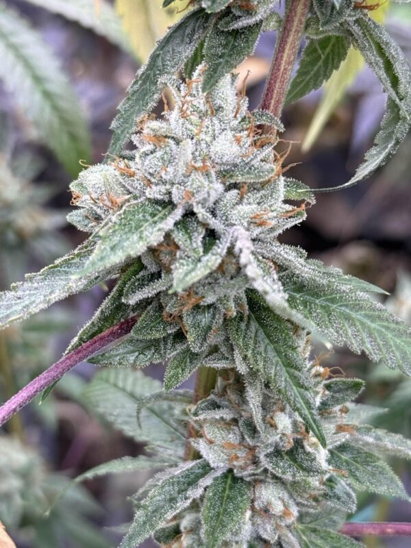 Double Pure Kush