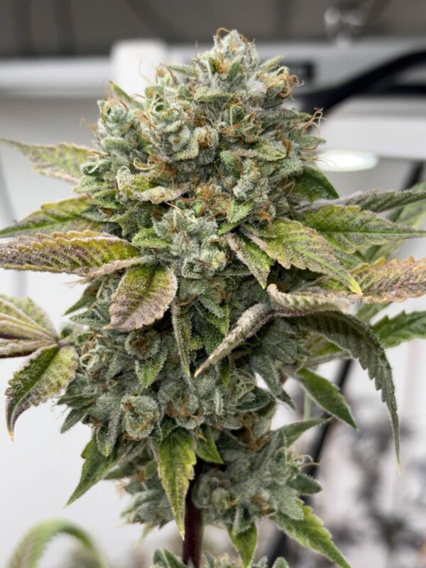 Double Pure Kush - Image 2