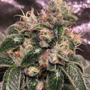 Sour Dubb x (OGOG Jaro F2)
