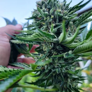 Hollywood Pure Kush x (Jaro F3)