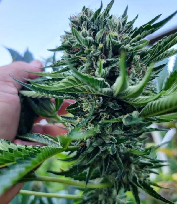 Hollywood Pure Kush x (Jaro F3)
