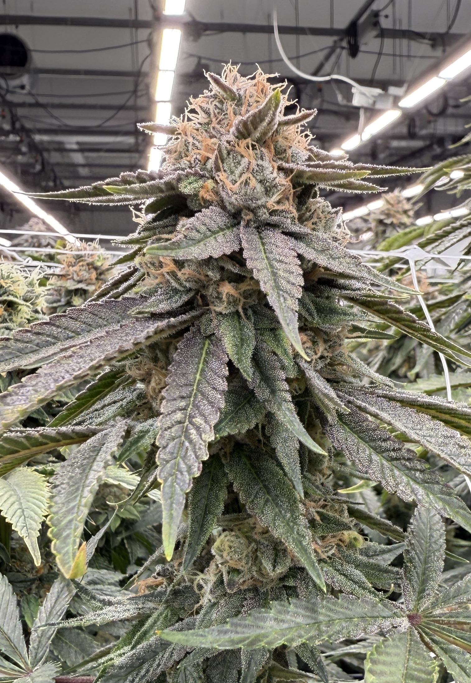 Oc-tang x Gas Cap - Image 2