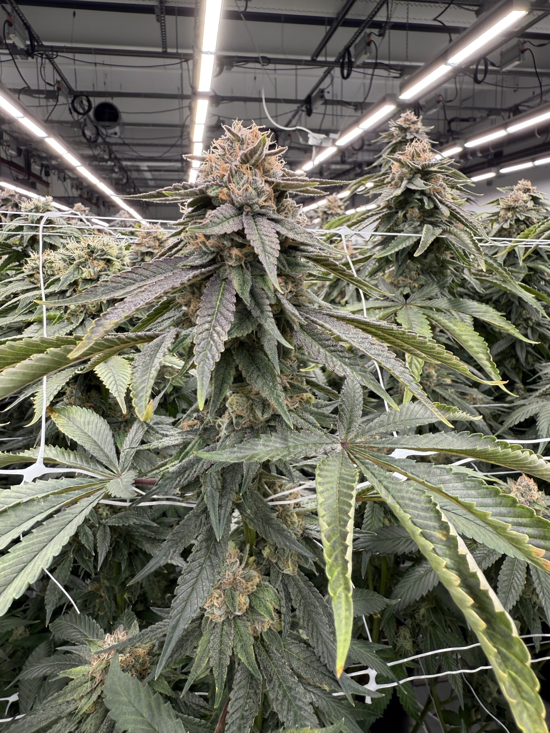 Oc-tang x Gas Cap - Image 7