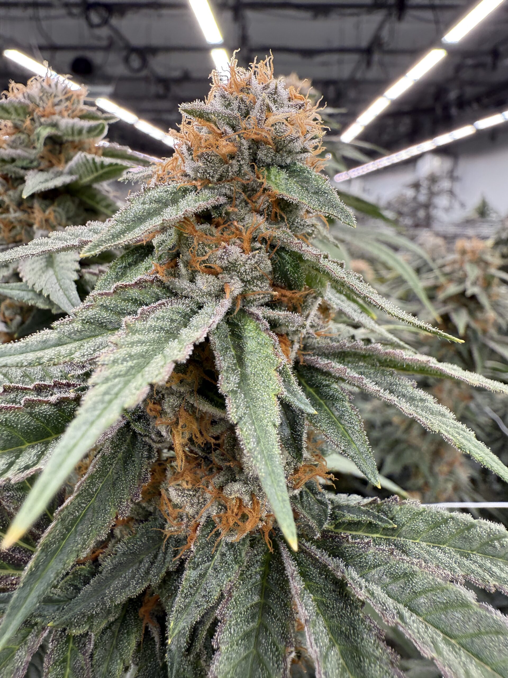 Oc-tang x Gas Cap - Image 5