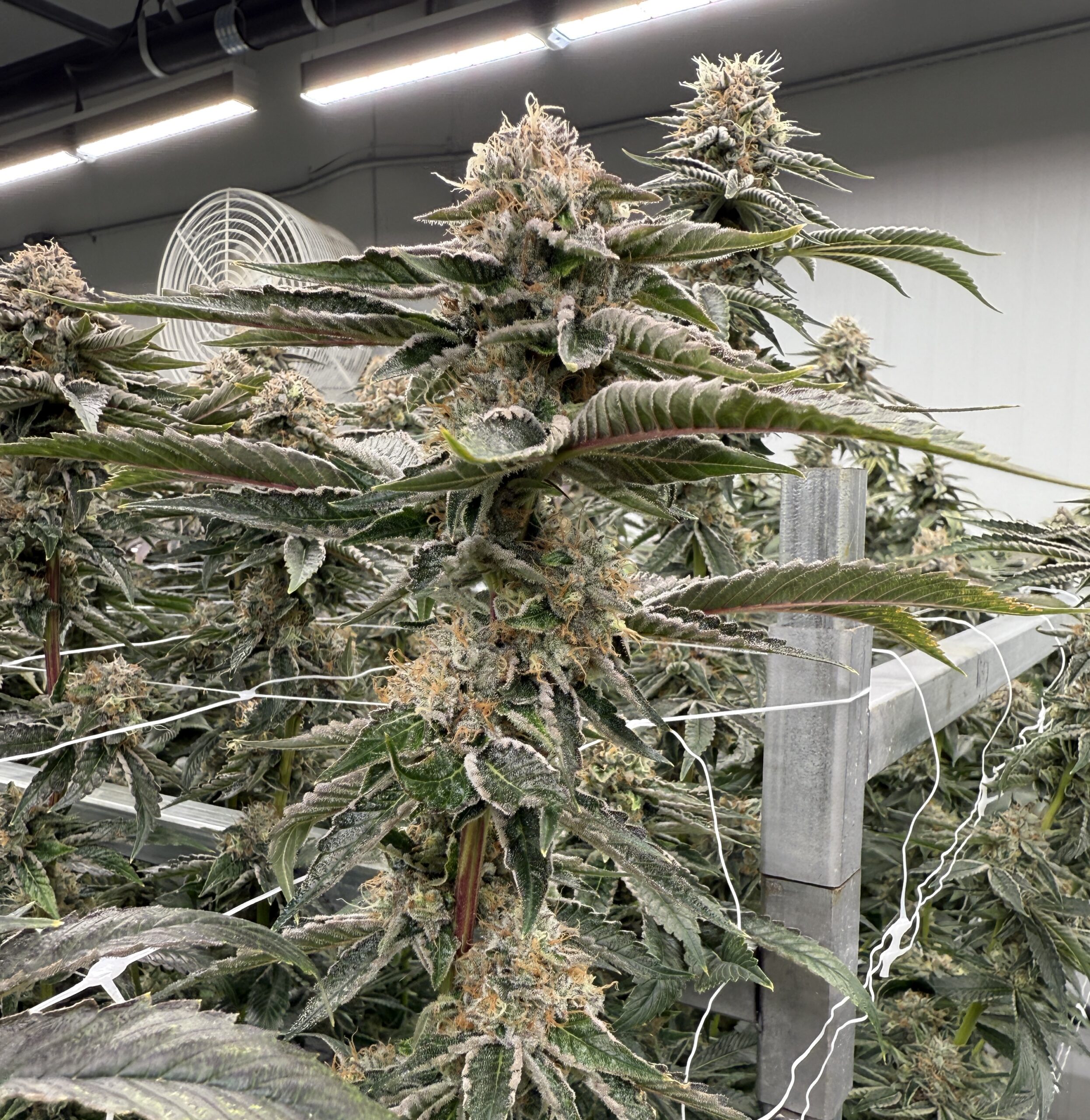 Oc-tang x Gas Cap - Image 6