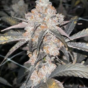 Gelato 41 x Gas Cap 11