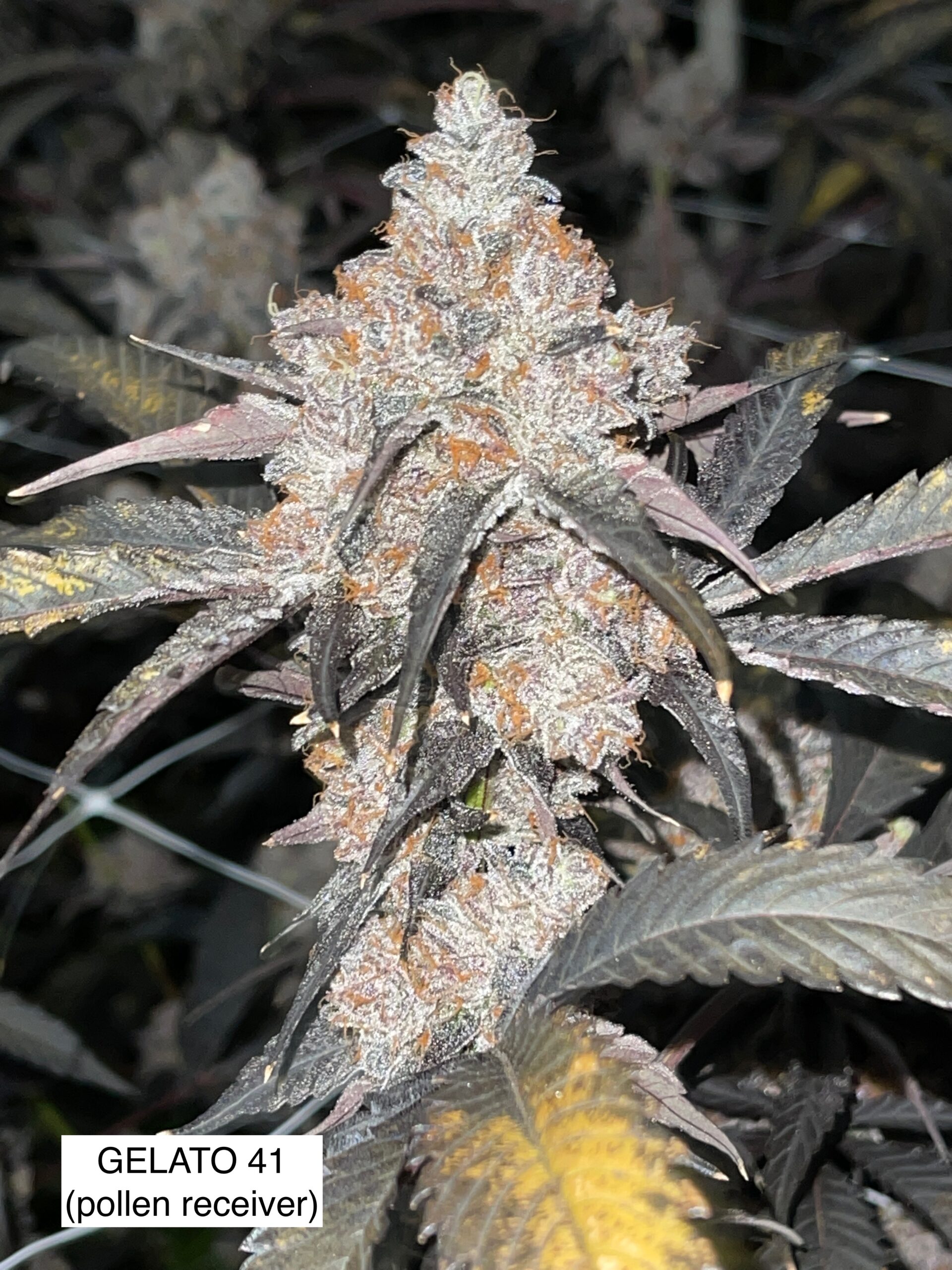 Gelato 41 x Gas Cap 11