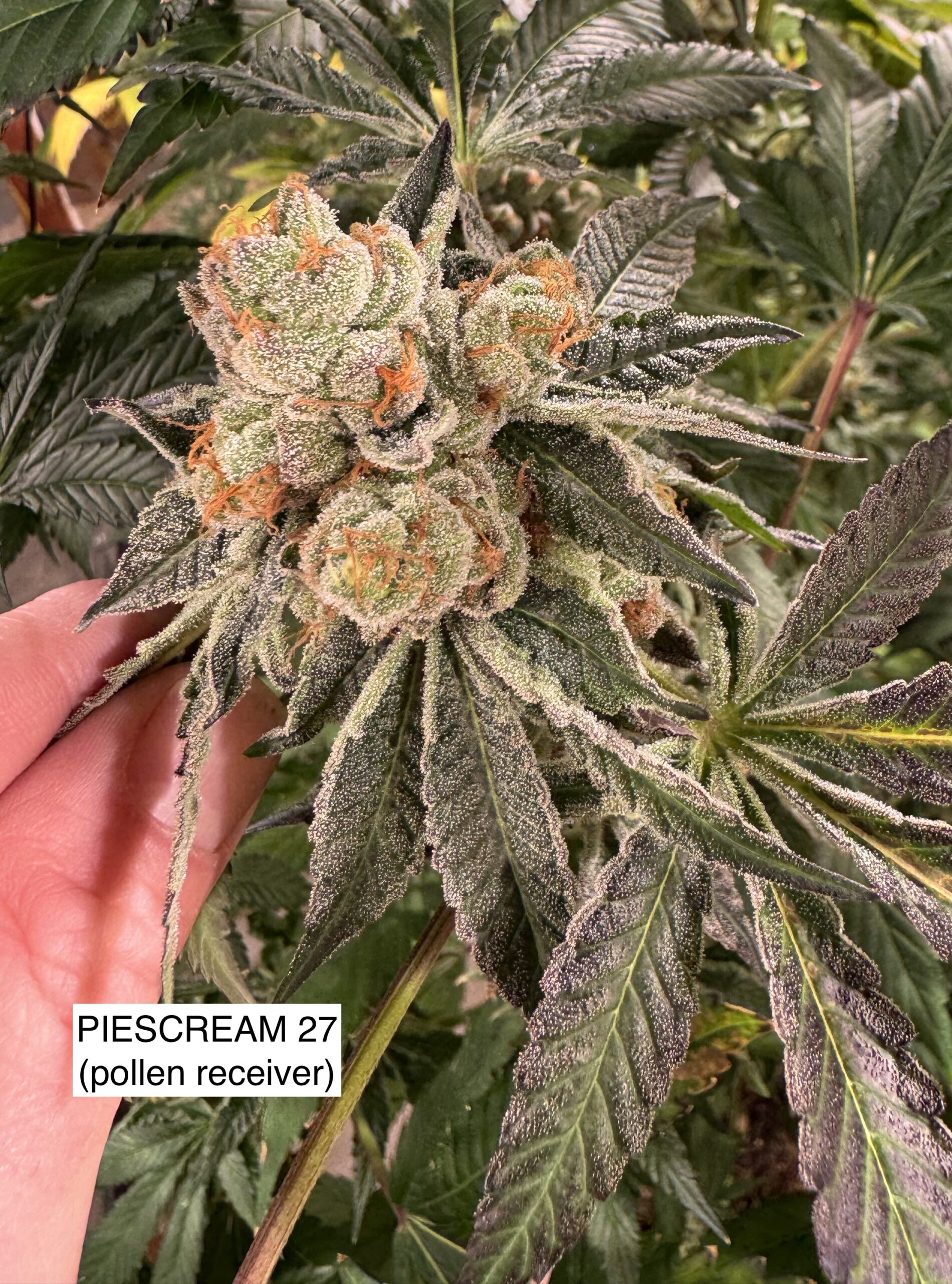 PieScream 27 x Gas Cap 11