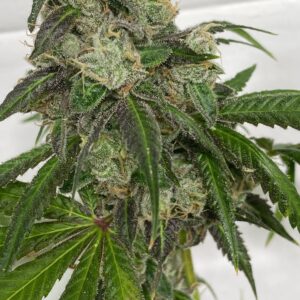 (Rootbeer x Headband) x Gas Cap 11