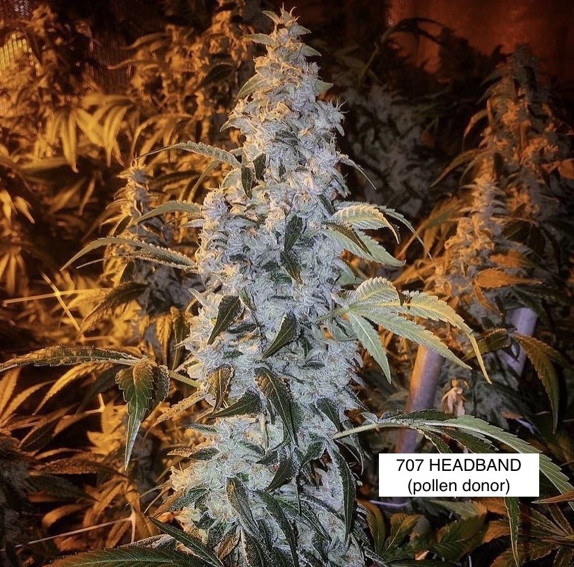 Wifi 3 x Headband - Image 2