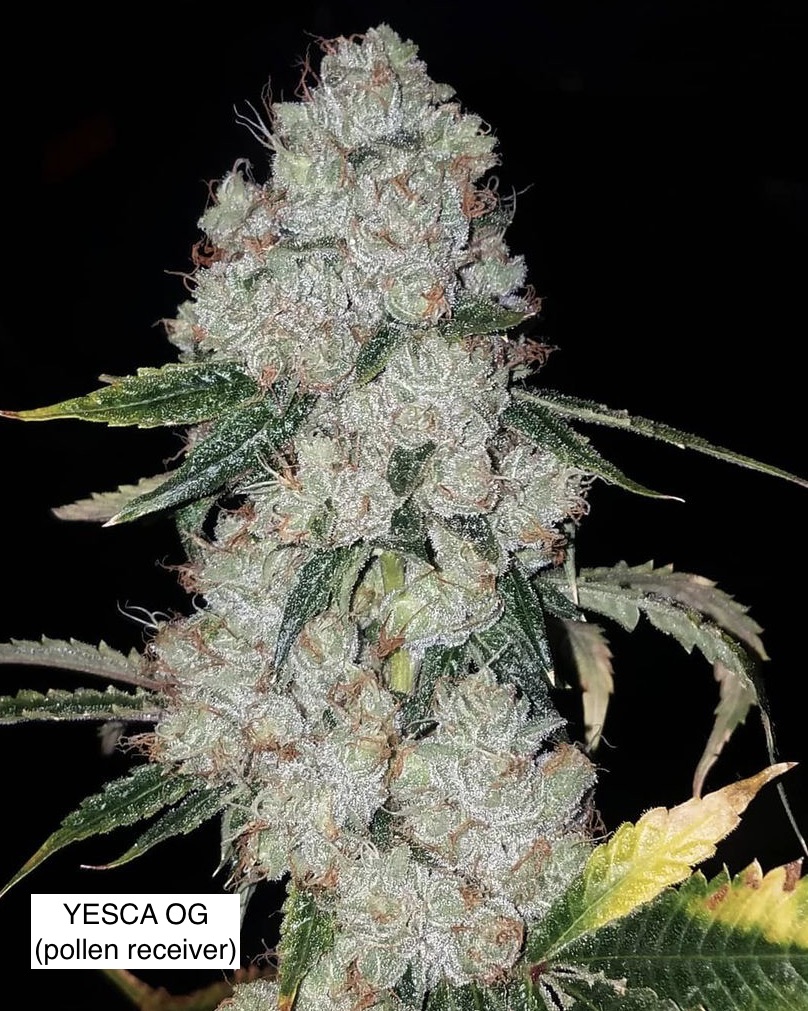 Yesca OG x Gas Cap 11