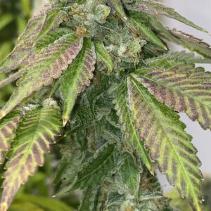 707 Headband bc1- (Zkittlez x Headband) x Headband