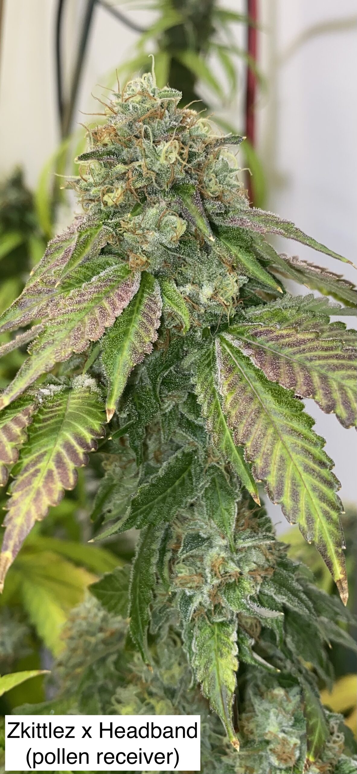 (Zkittlez x Headband) x Gas Cap 11