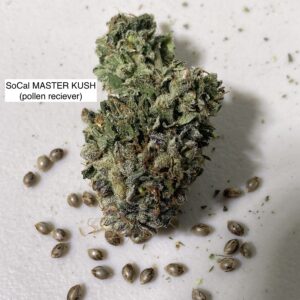 SoCal Master Kush x Headband