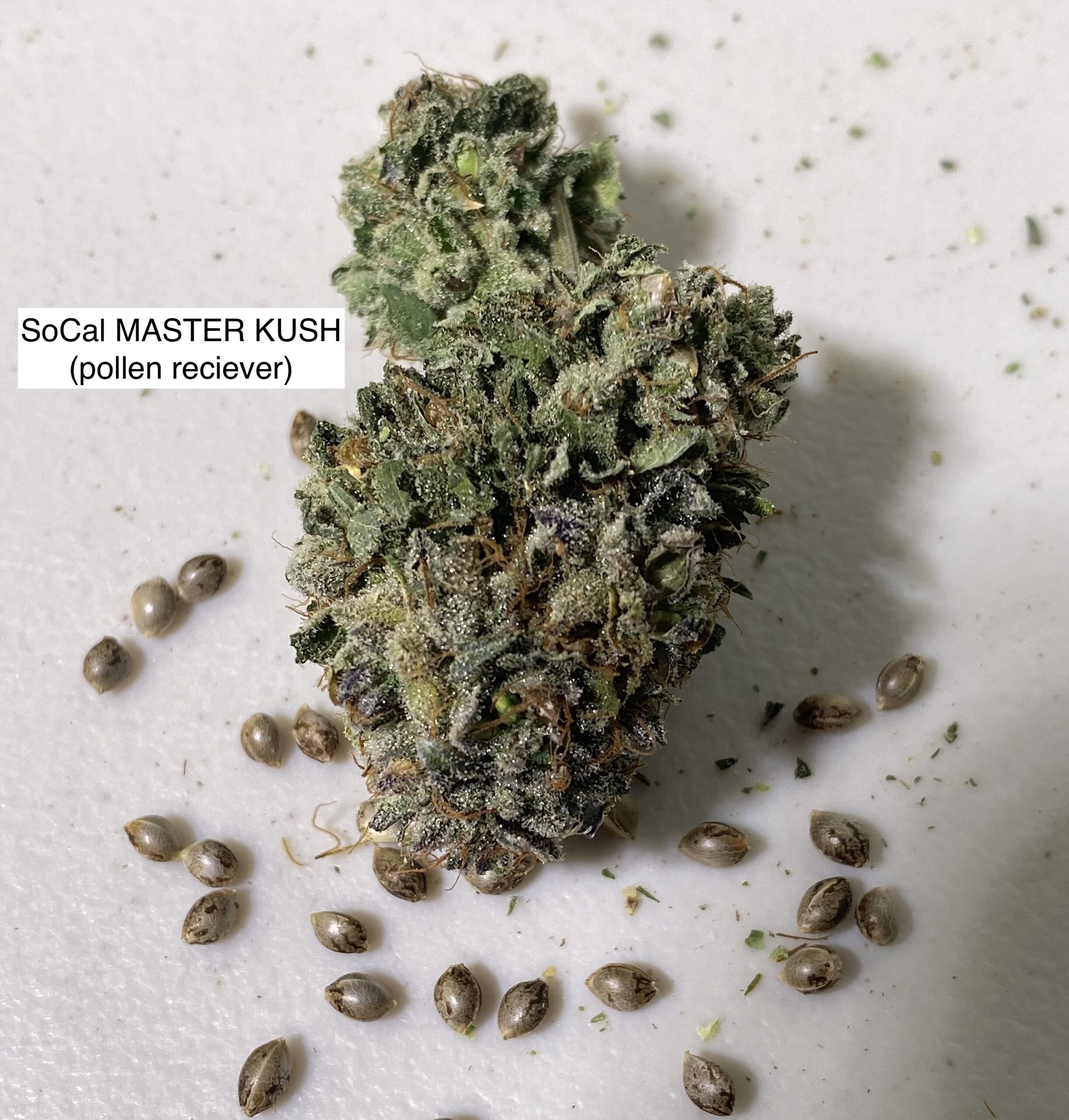 SoCal Master Kush x Headband