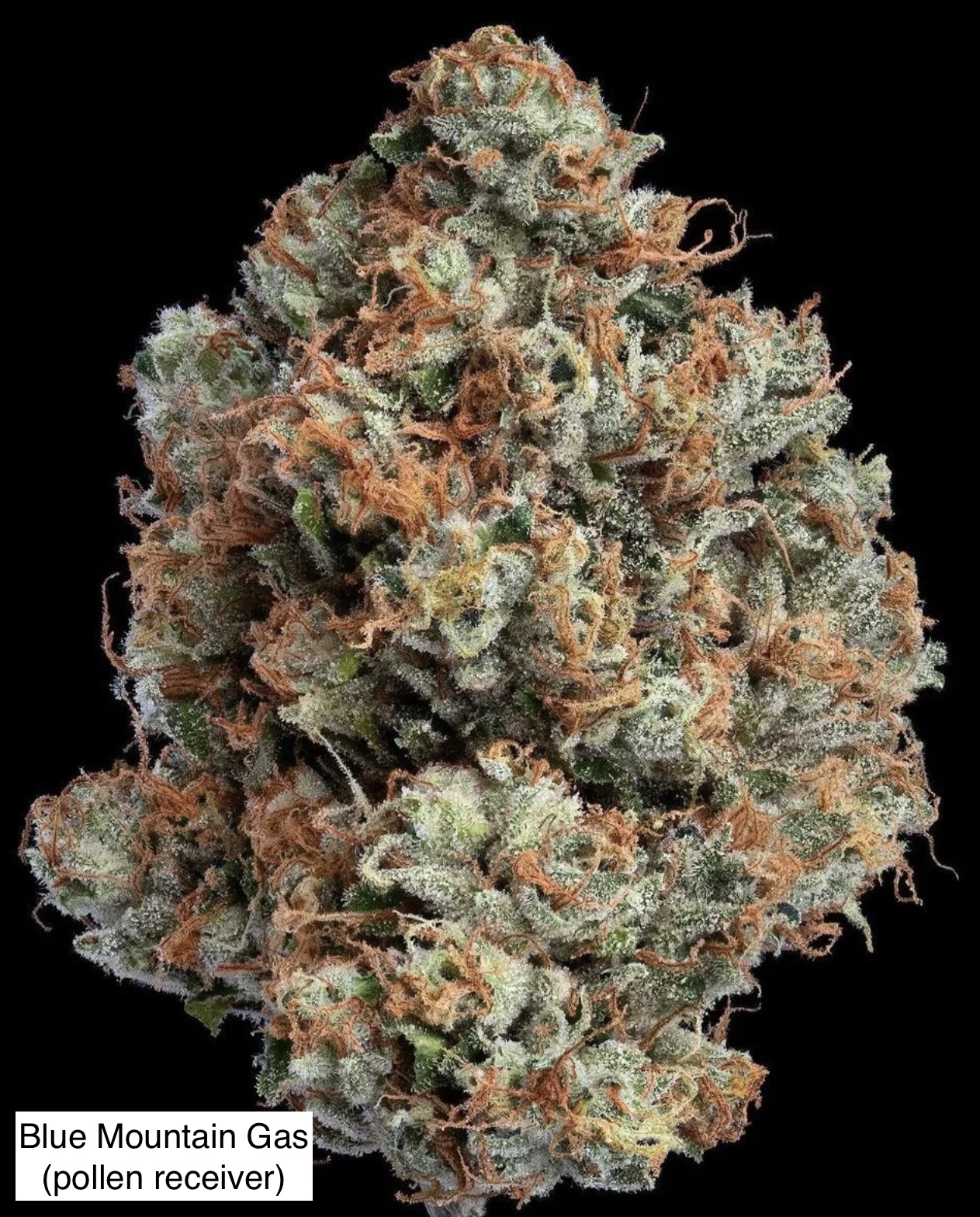 Blue Mountain Gas bc1 (Sour Diesel x I95) x Gas Cap 11