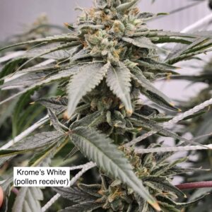 Krome's White x ((Thai/Haze x Haze/Skunk) and (Mexican Haze x Haze/Skunk) Males)