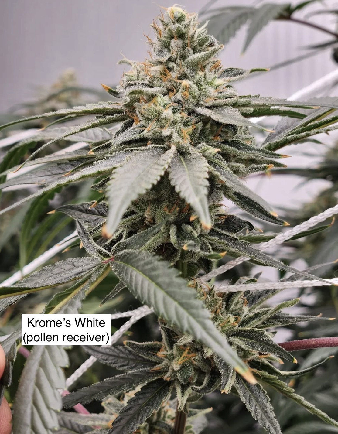 Krome's White x ((Thai/Haze x Haze/Skunk) and (Mexican Haze x Haze/Skunk) Males)