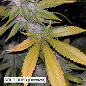 Sour Dubb x Gas Cap 11